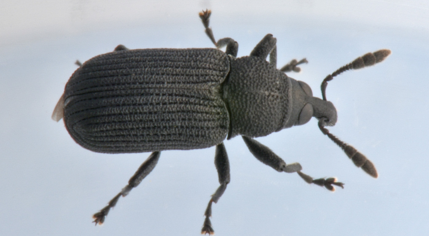 Curculionidae: Magdalis sp?  S, Magdalis cerasi